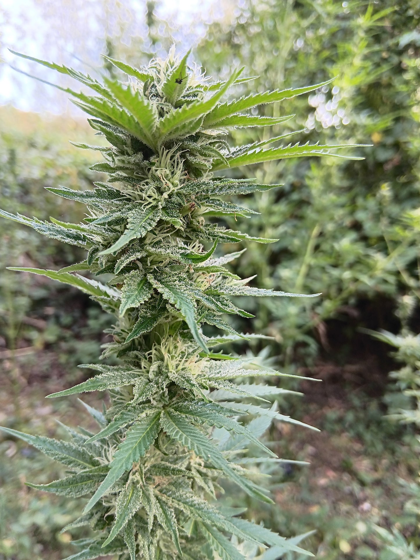 SWEET FIRE LEMMANGNESIA BX