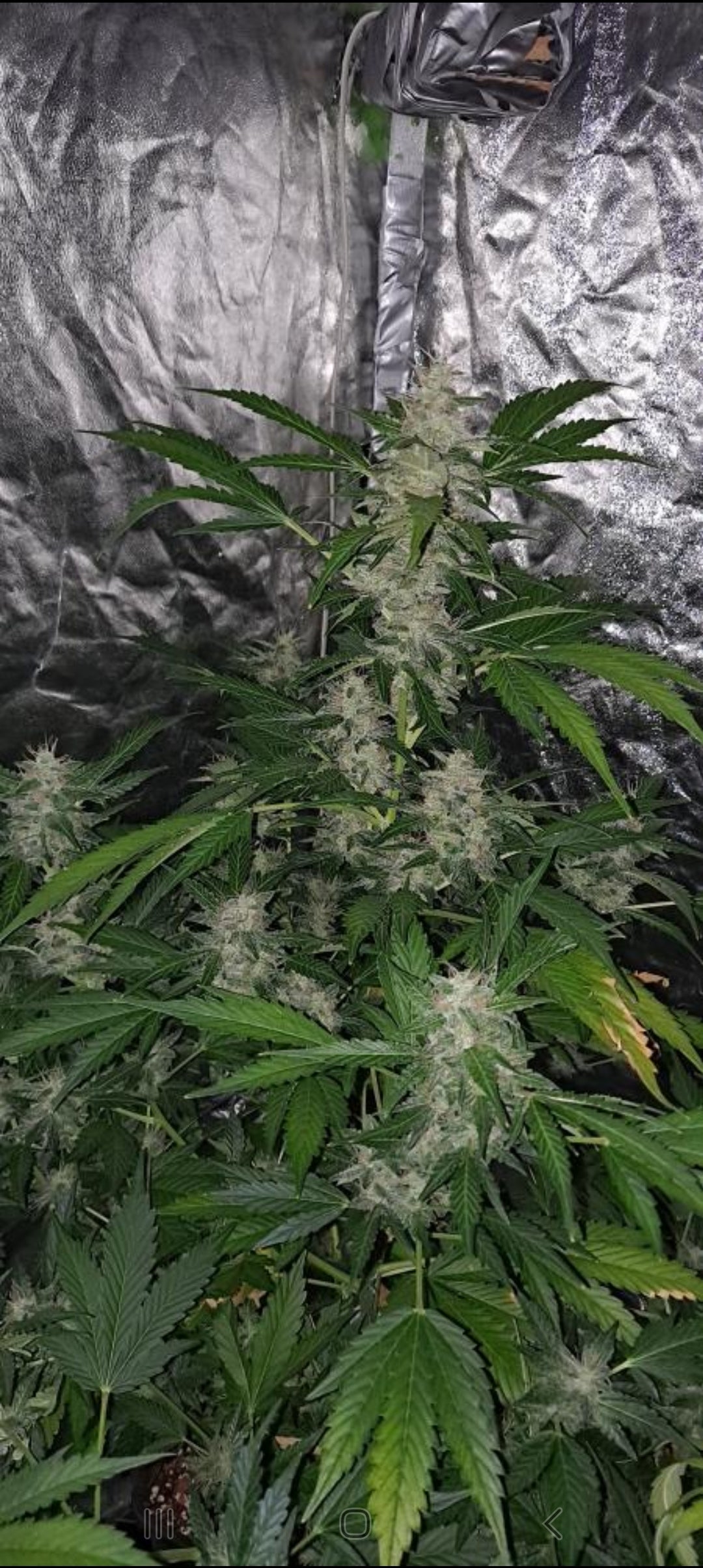 SWEET FIRE MANGO BX