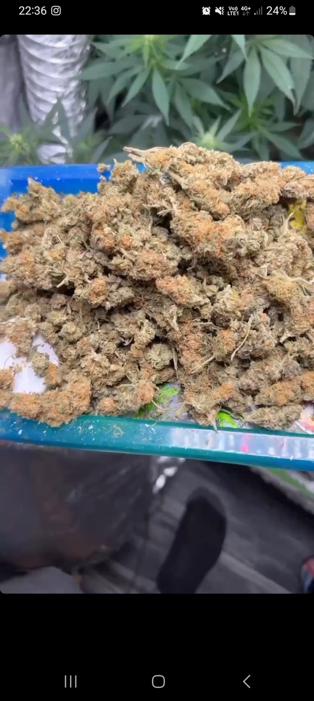 CRITICAL STICKY MANGO