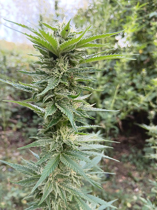 SWEET FIRE LEMMANGNESIA BX