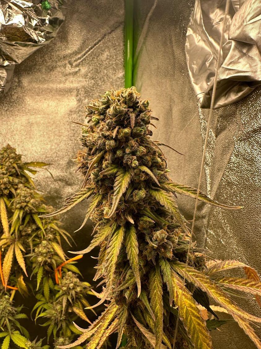 MAD GLUEBERRY SKUNK