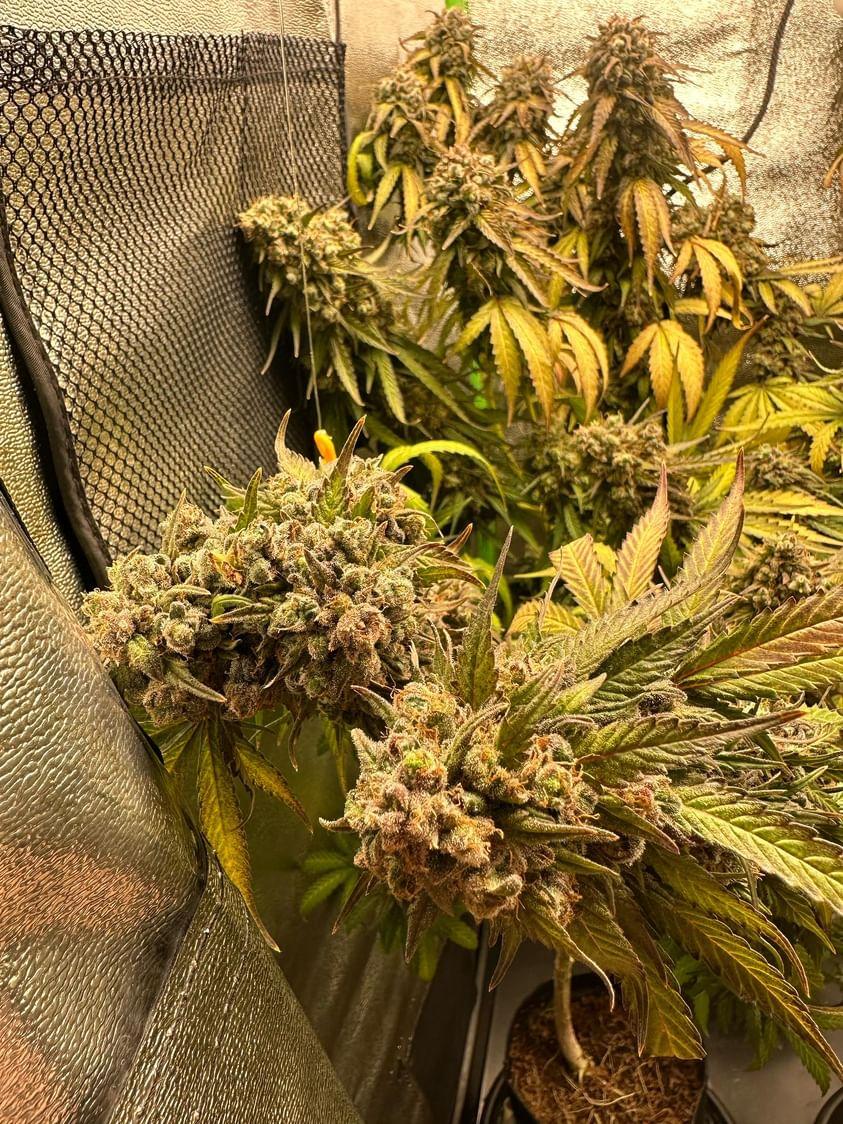 MAD GLUEBERRY SKUNK