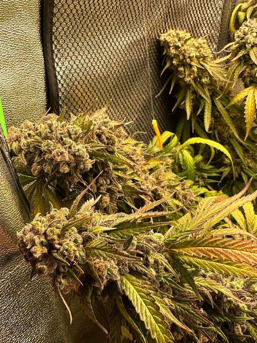 MAD GLUEBERRY SKUNK