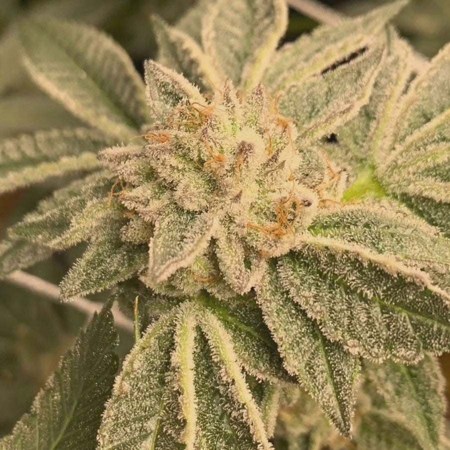 SWEET FIRE CHEMONGO
