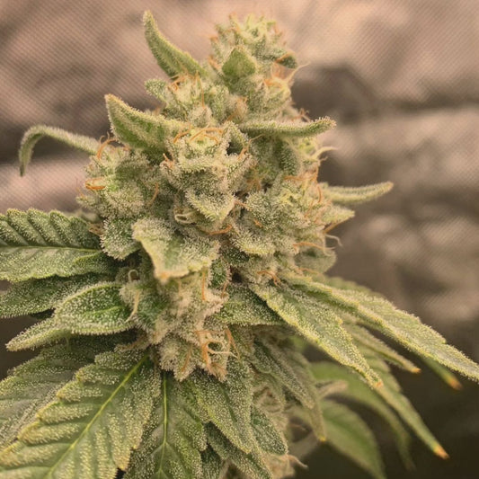 SWEET FIRE CHEMONGO