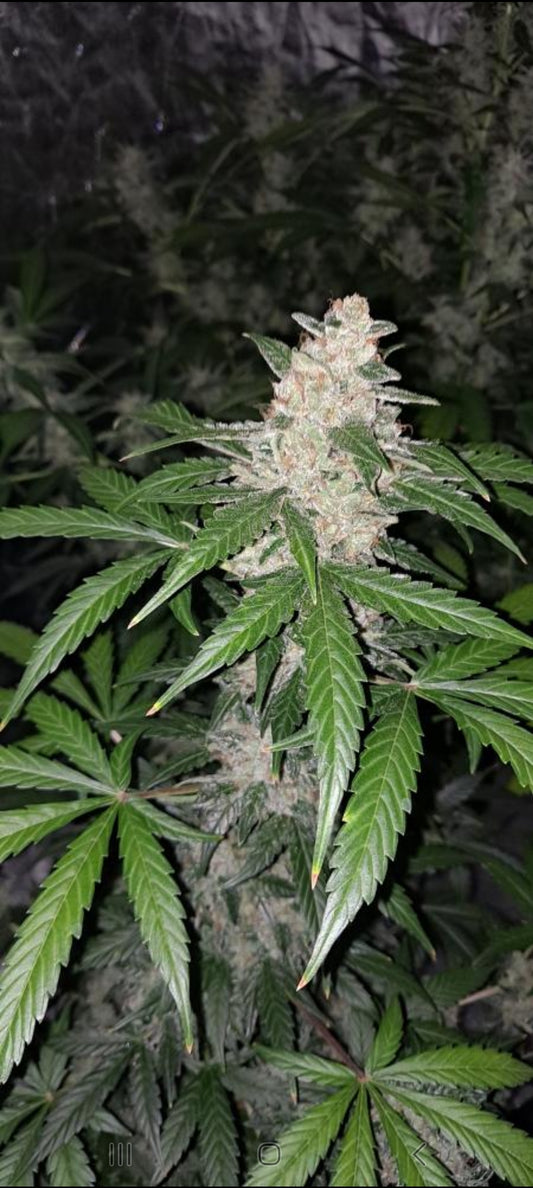 SWEET FIRE MANGO BX