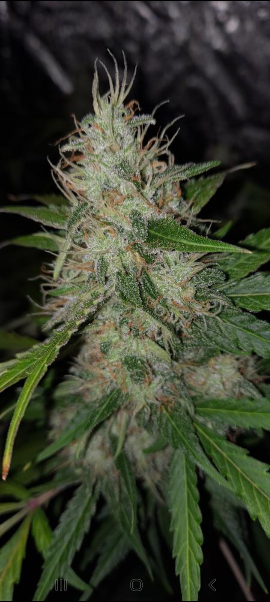 SWEET FIRE MANGO BX