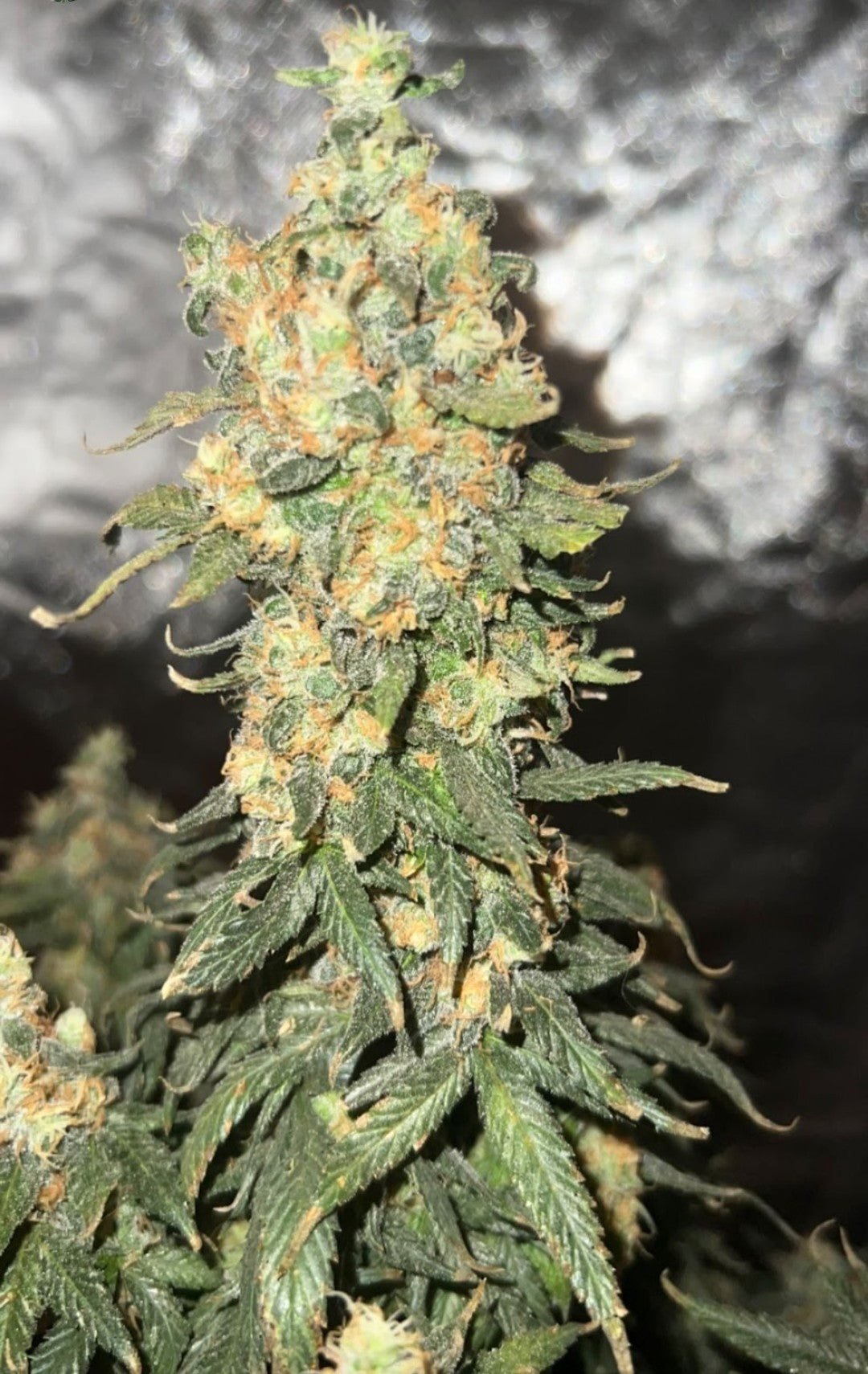 CRITICAL STICKY MANGO