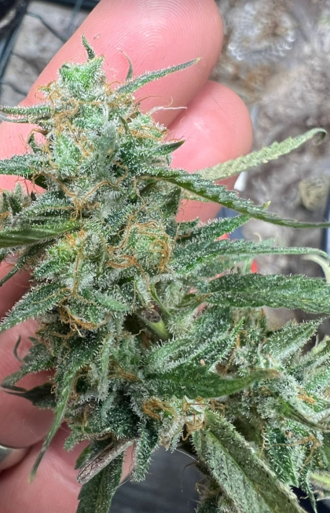 CRITICAL STICKY MANGO