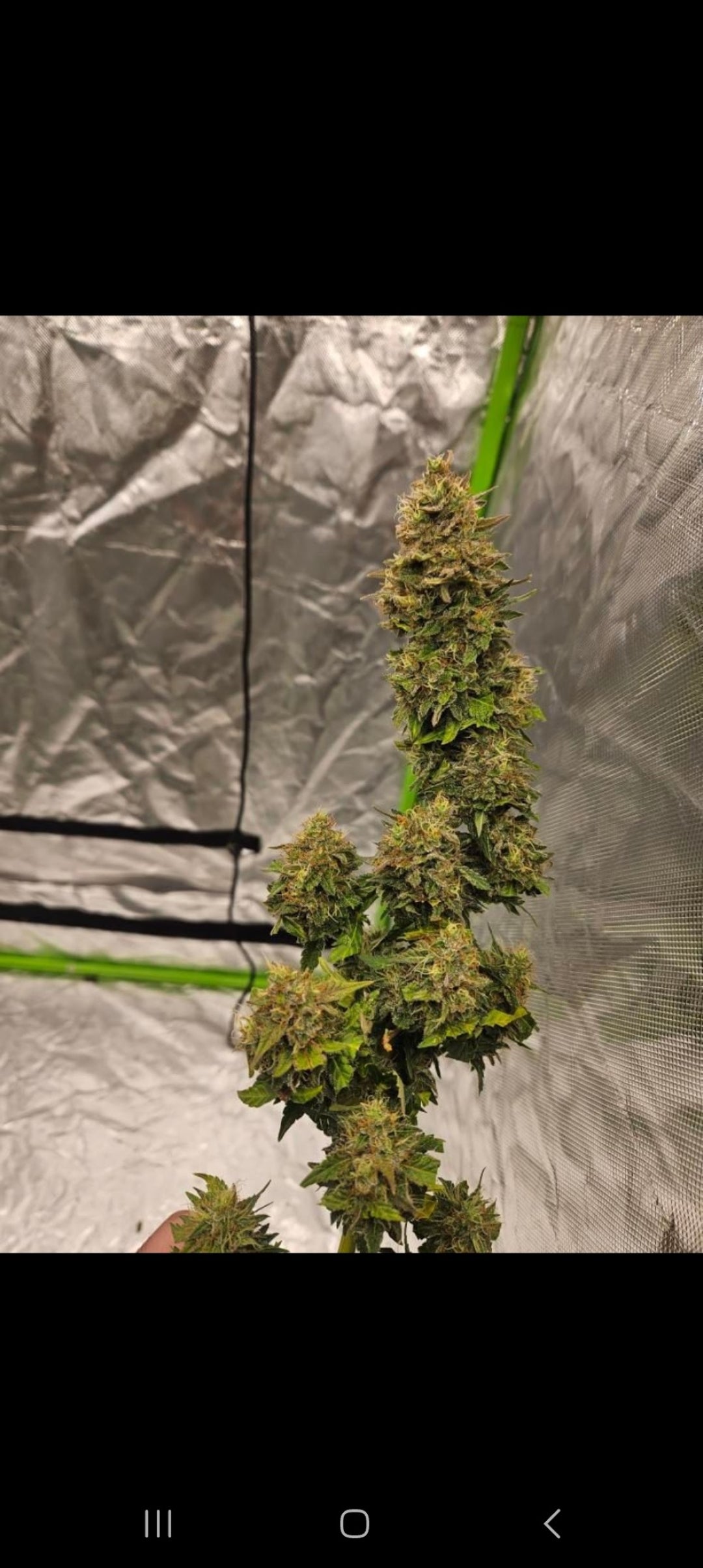 CRITICAL STICKY MANGO